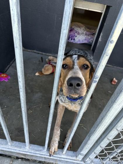Alfie, a ADOPTABLE mixed breed in Hamilton, MT image 2/3