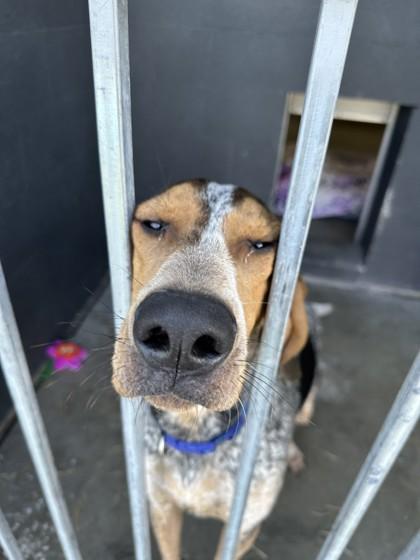 Alfie, a ADOPTABLE mixed breed in Hamilton, MT image 3/3