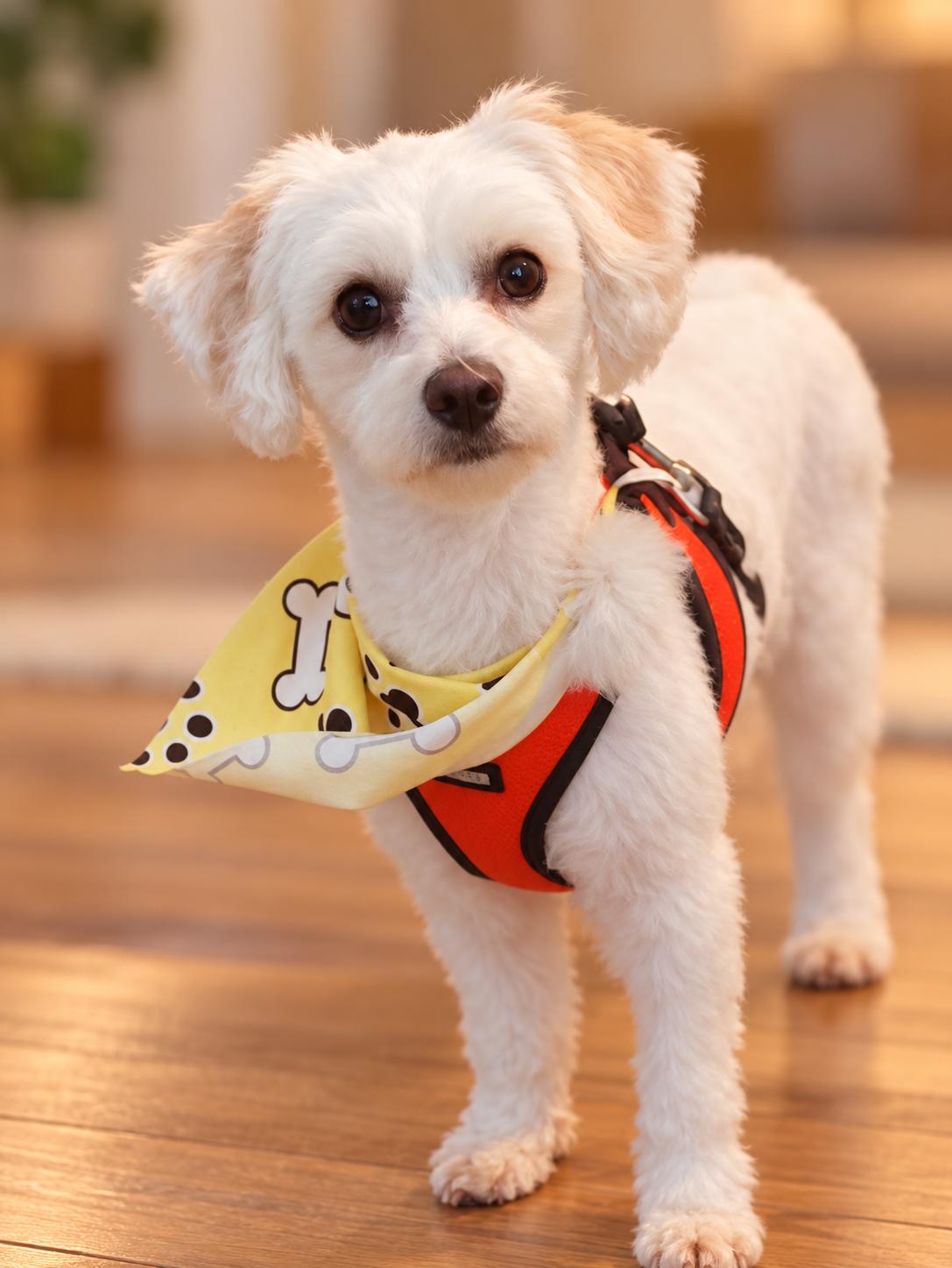 Enlarge Bentley and Princeton, a Adoptable mixed breed in Woodstock, IL image 2/3