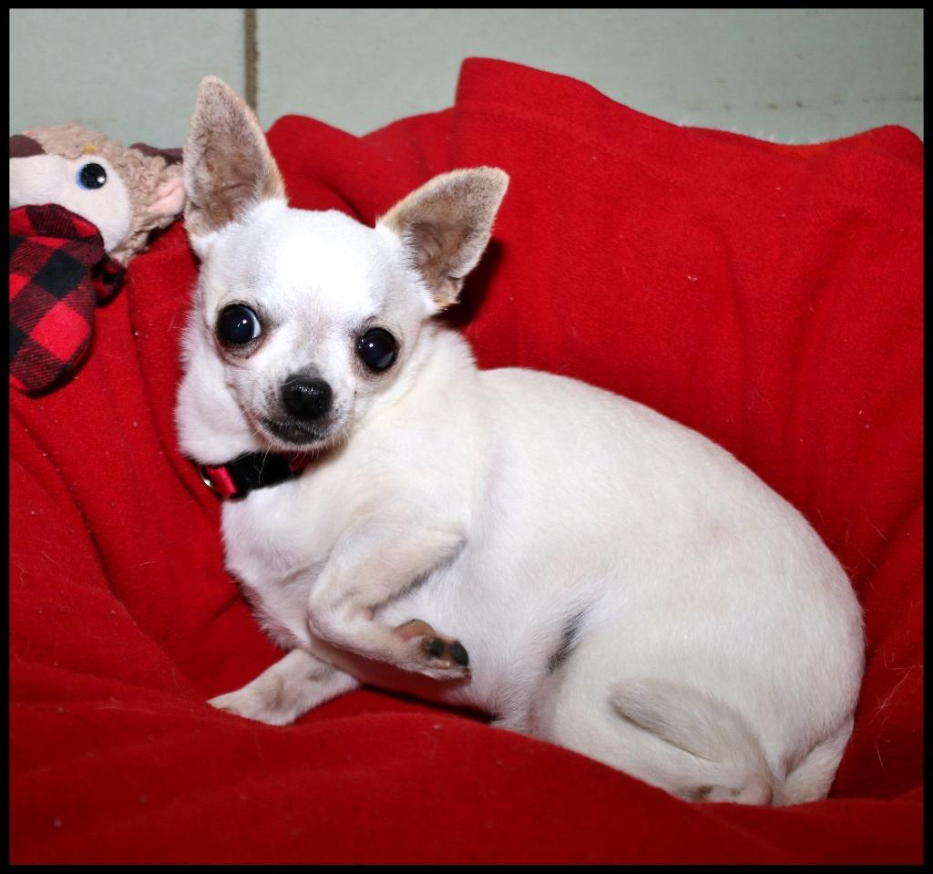 Pierre, an adopted Chihuahua in Shippenville, PA image 2/5