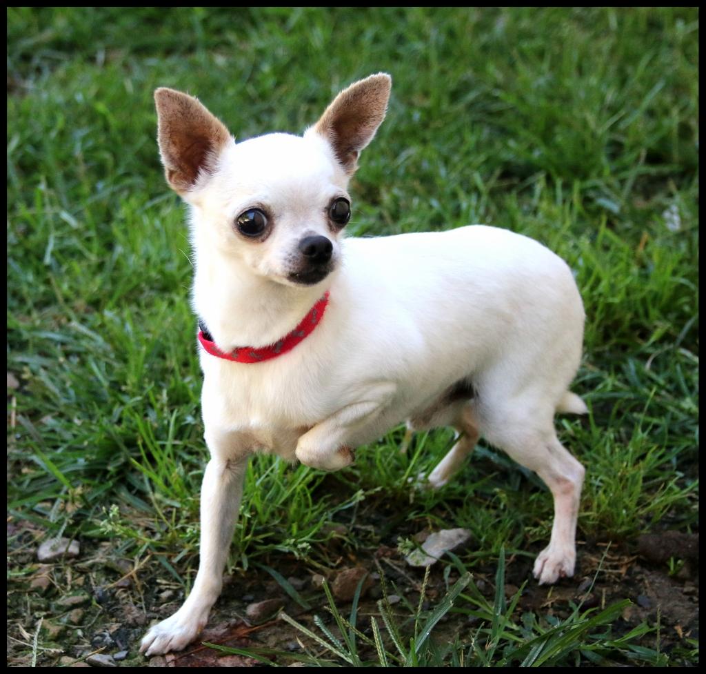 Pierre, an adopted Chihuahua in Shippenville, PA image 4/5