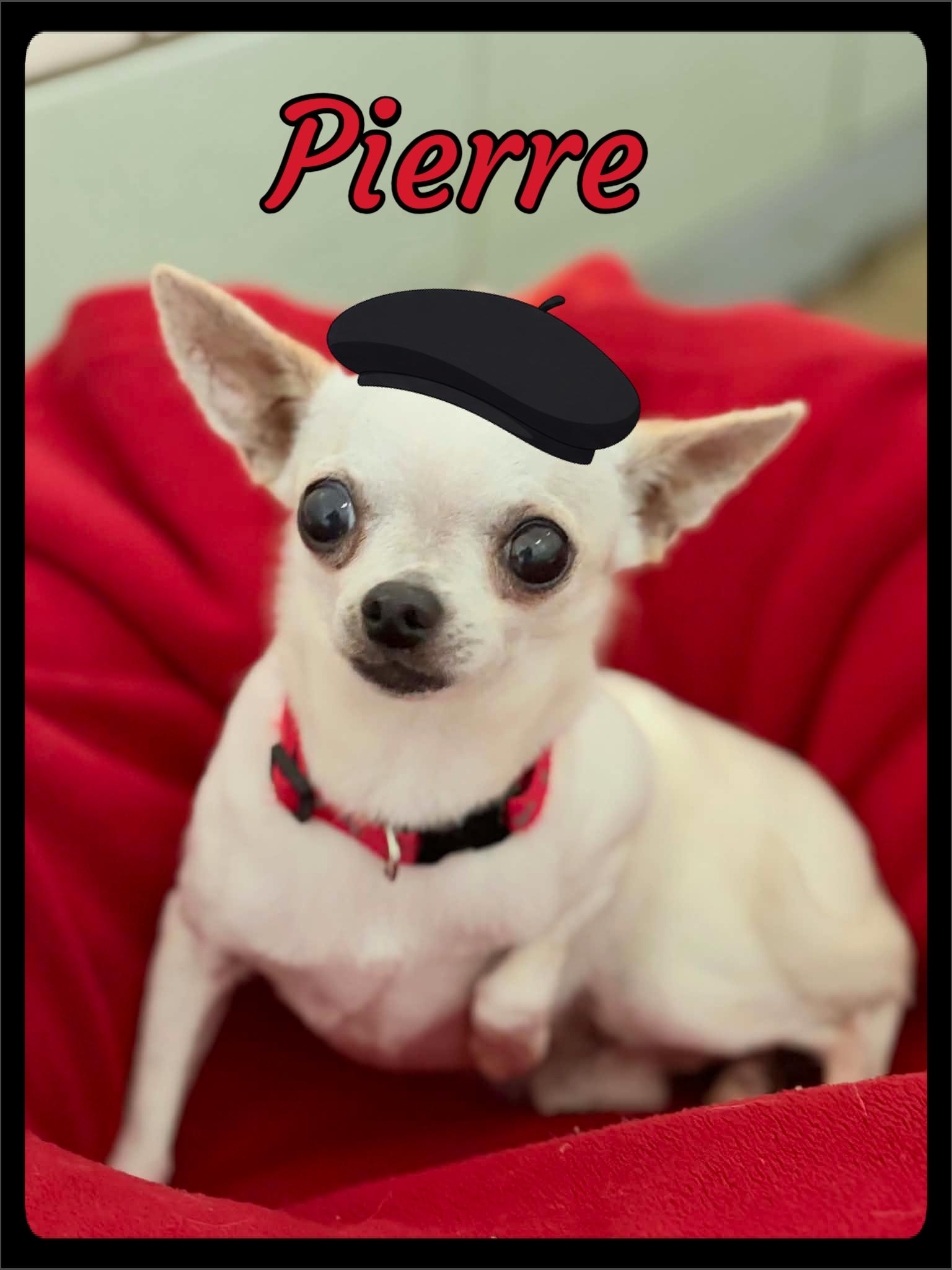 Pierre, adopted, Adult Male Chihuahua.