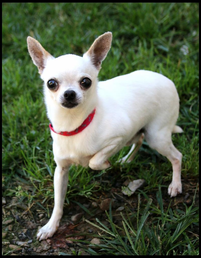 Pierre, an adopted Chihuahua in Shippenville, PA image 3/5