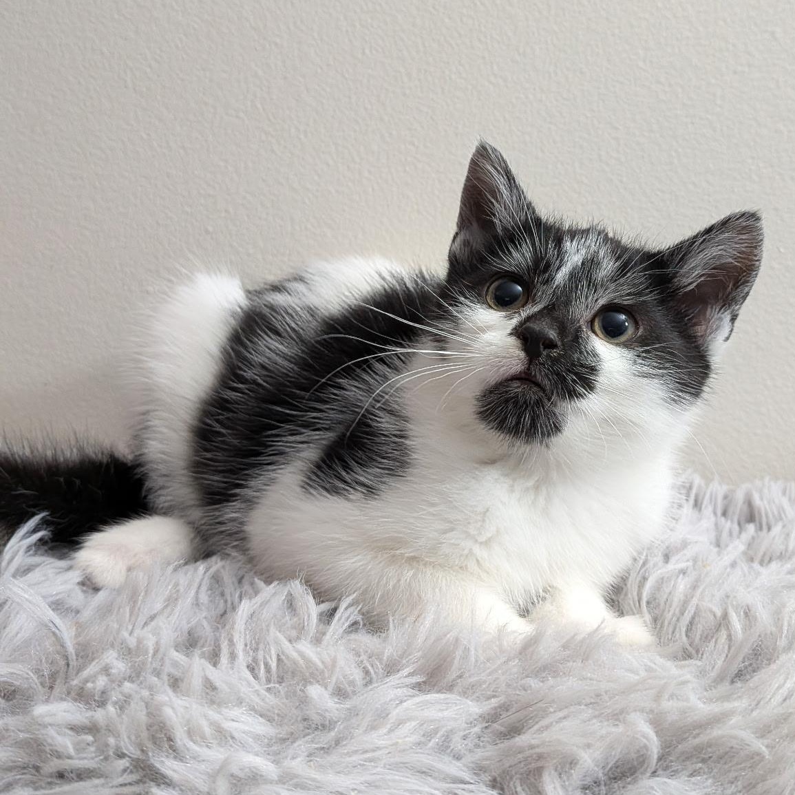 Enlarge Pre-Adoption:  Toe, a Adoptable Domestic Short Hair in Chilliwack, BC image 1/1