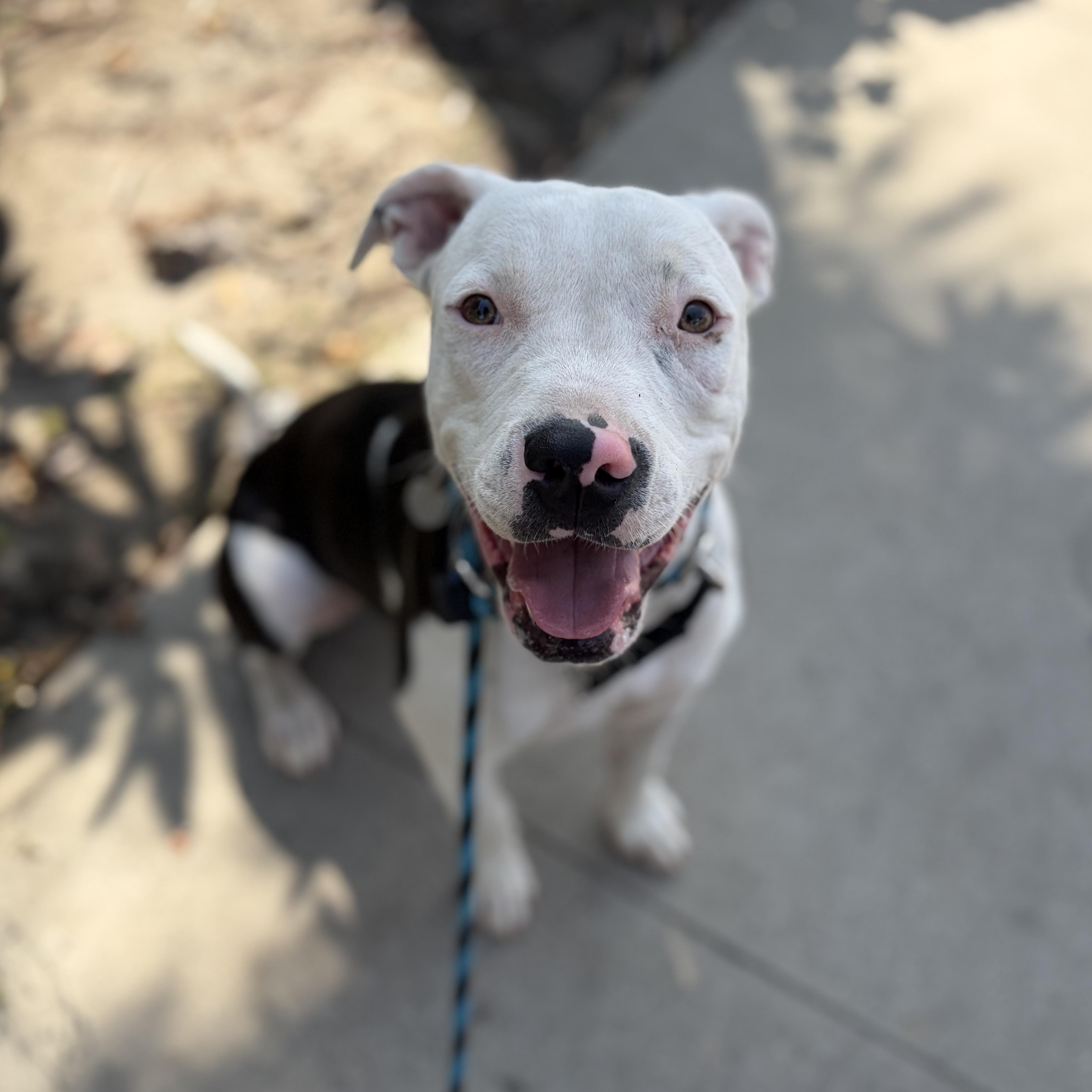 Enlarge Nancy, a Adopted mixed breed in Pasadena, CA image 6/6