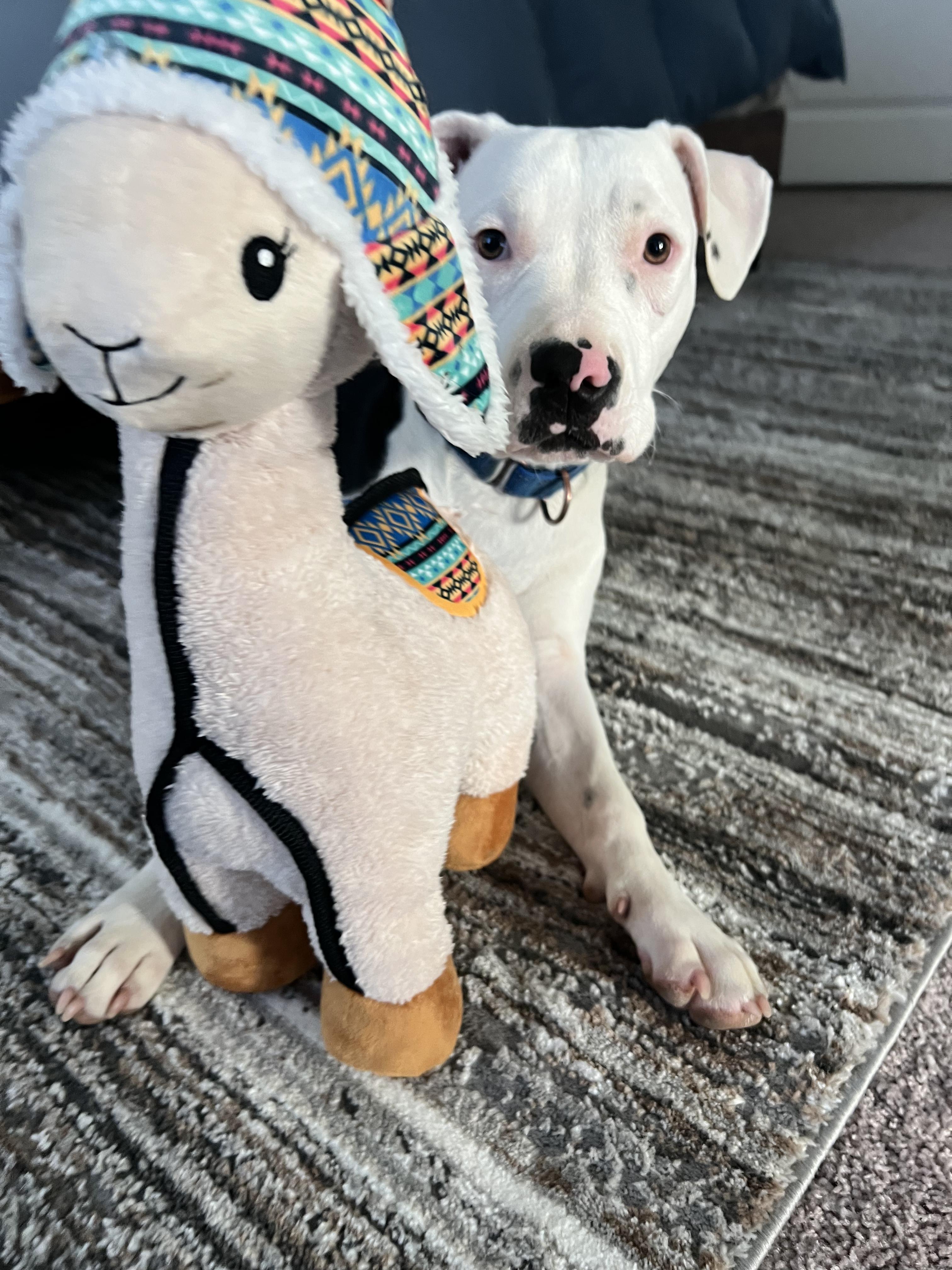 Enlarge Nancy, a Adopted mixed breed in Pasadena, CA image 2/6