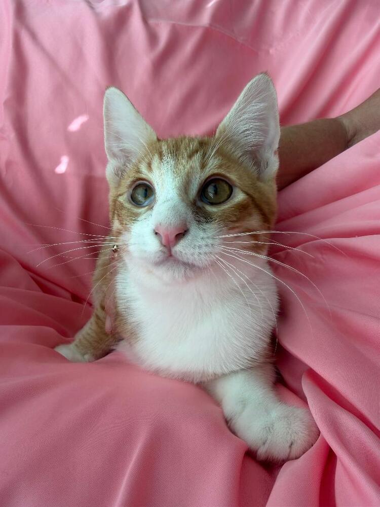 Pumpkin, Adoptable, Kitten Male Domestic Short Hair.