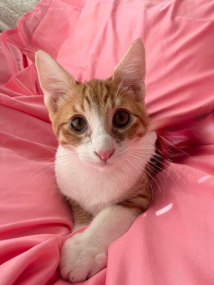 Enlarge Pumpkin, a Adoptable Domestic Short Hair in Oceanside, CA image 2/6