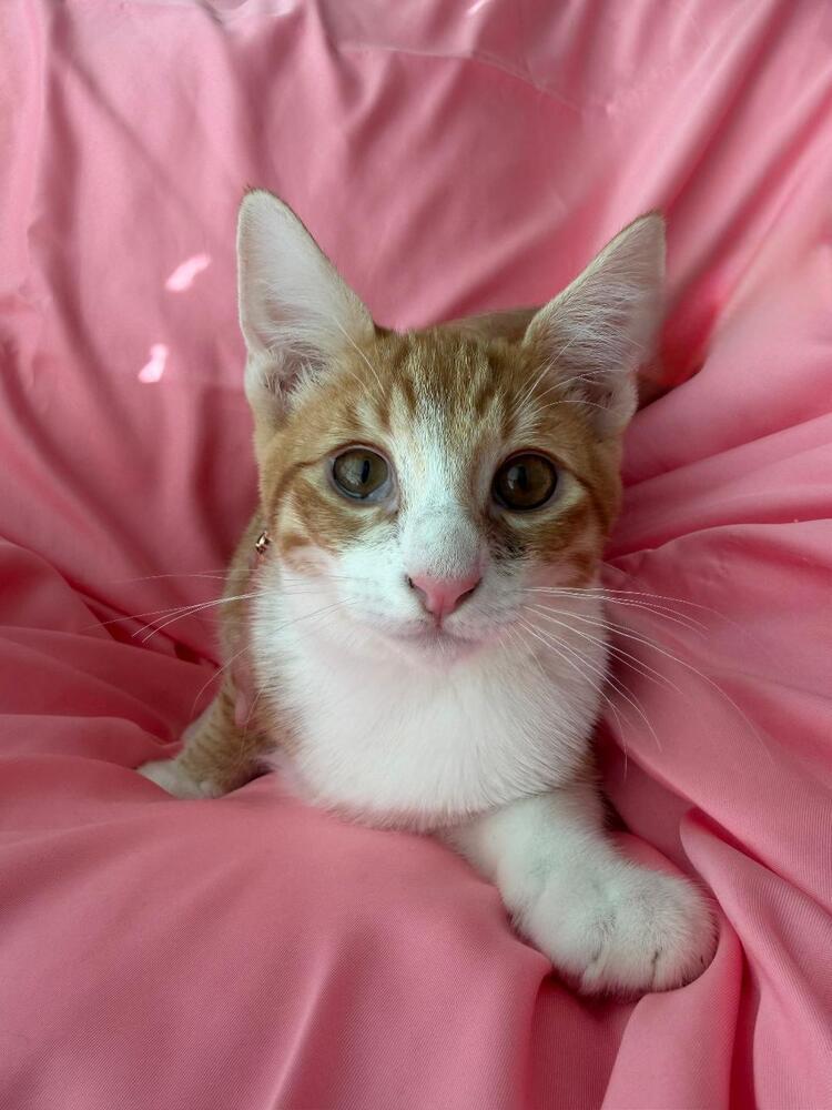 Enlarge Pumpkin, a Adoptable Domestic Short Hair in Oceanside, CA image 3/6