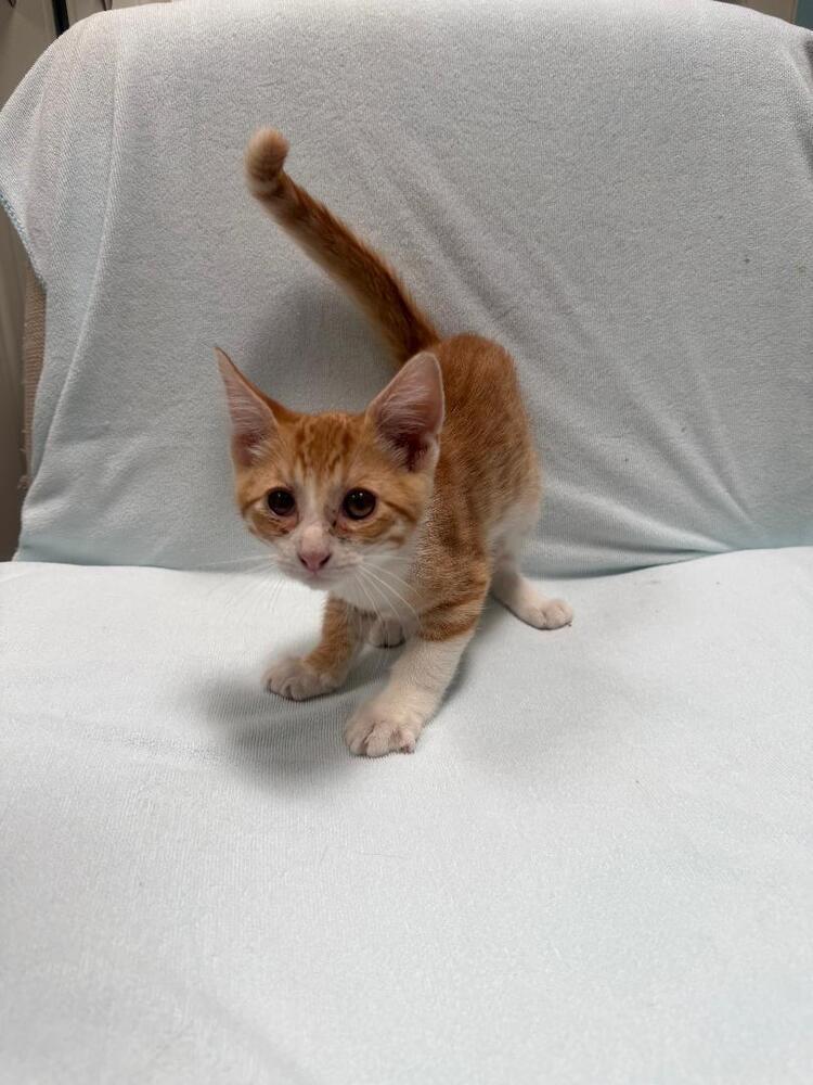 Enlarge Pumpkin, a Adoptable Domestic Short Hair in Oceanside, CA image 4/6