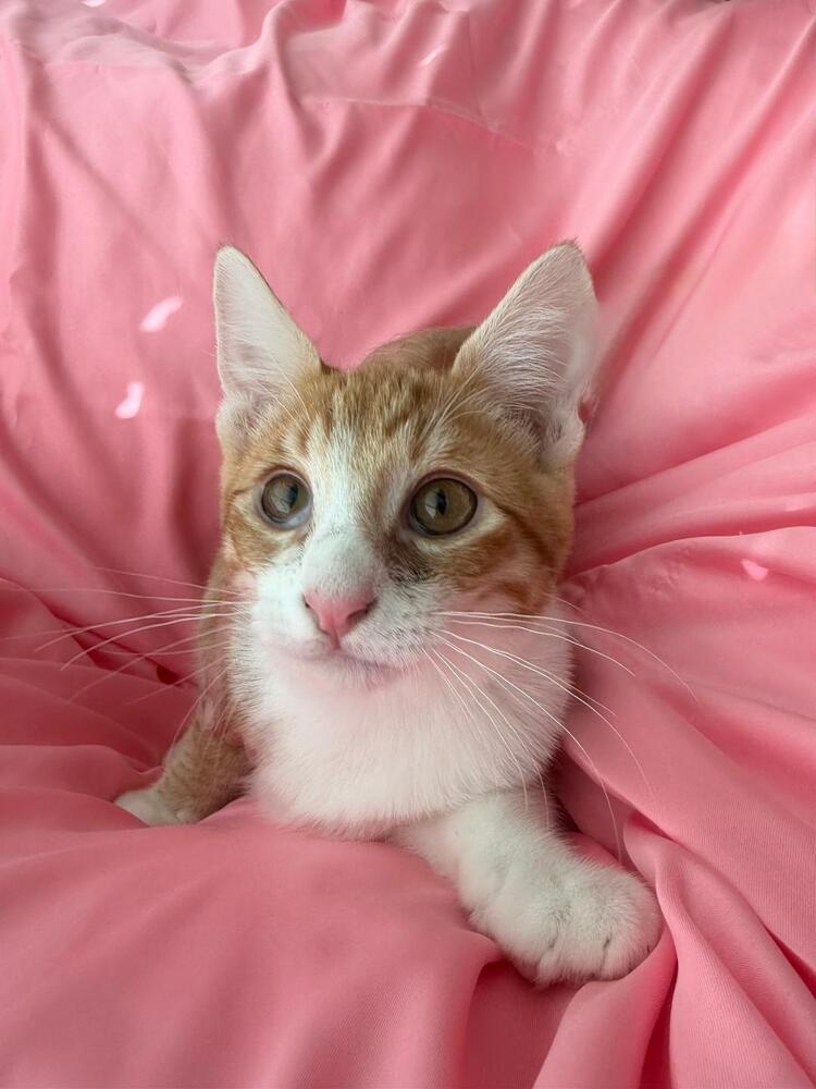 Enlarge Pumpkin, a Adoptable Domestic Short Hair in Oceanside, CA image 5/6