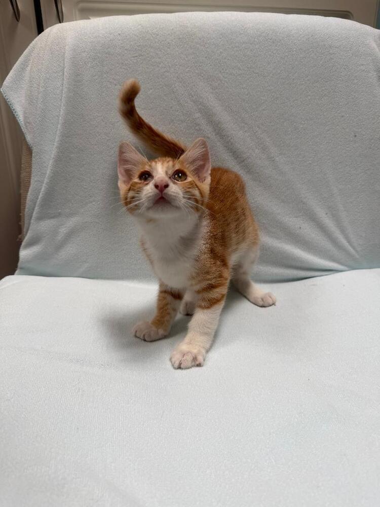 Enlarge Pumpkin, a Adoptable Domestic Short Hair in Oceanside, CA image 6/6