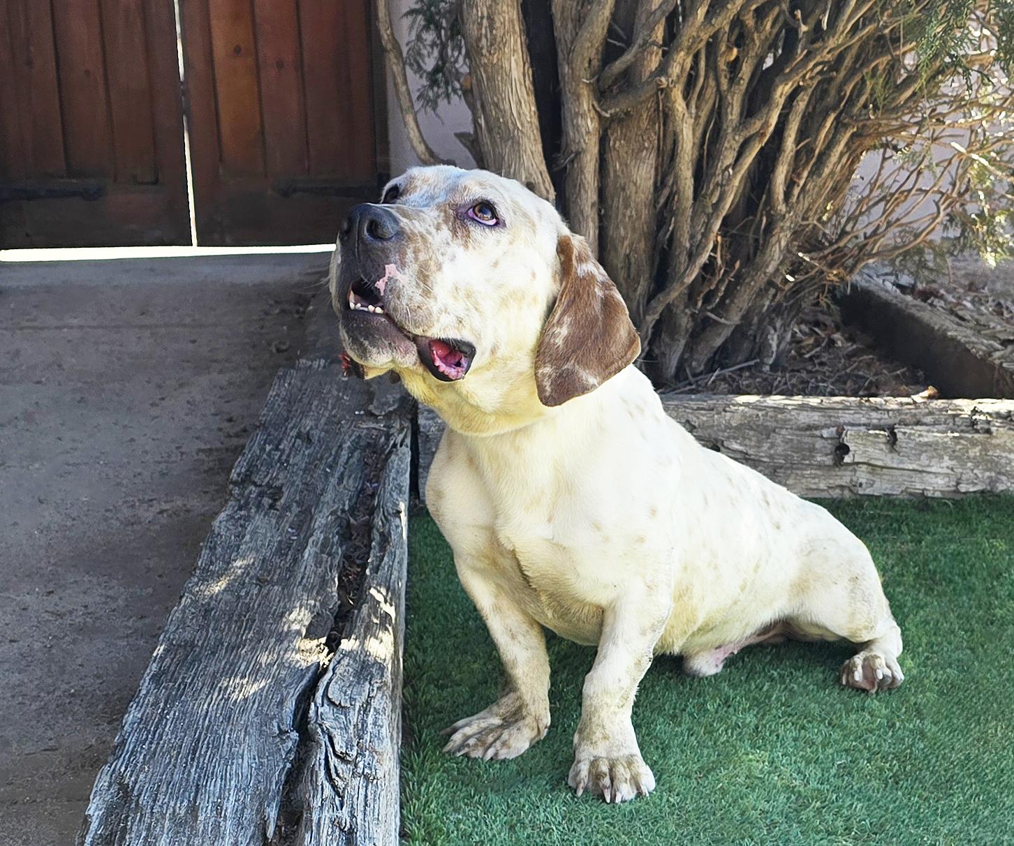 Enlarge Stunning Mr S'mores = FUN !, a Adoptable Basset Hound in Albuquerque, NM image 4/4
