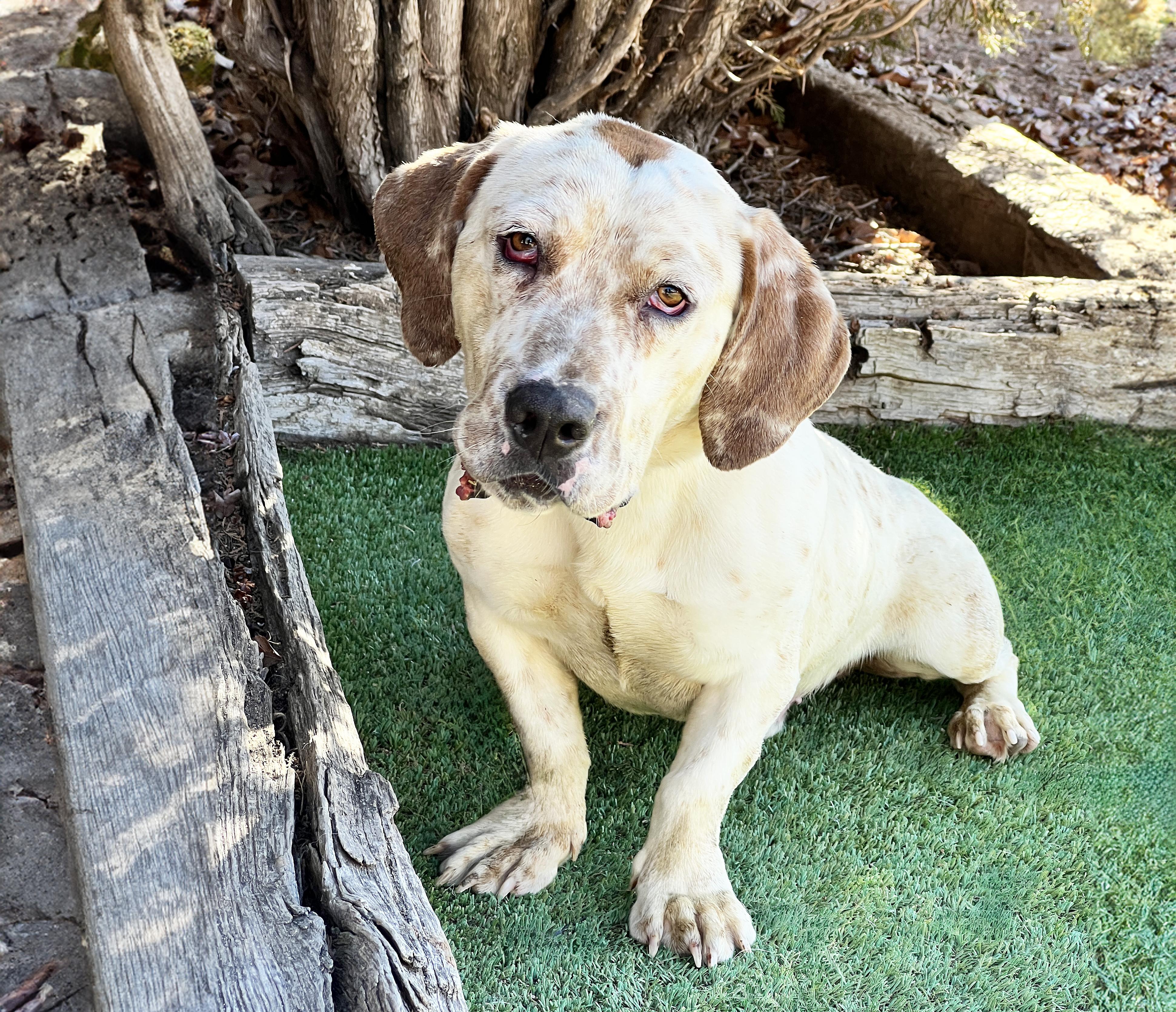 Enlarge Stunning Mr S'mores = FUN !, a Adoptable Basset Hound in Albuquerque, NM image 3/4