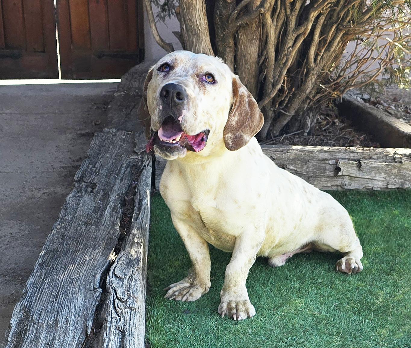 Enlarge Stunning Mr S'mores = FUN !, a Adoptable Basset Hound in Albuquerque, NM image 2/4