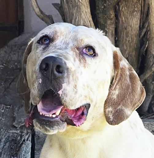 Enlarge Stunning Mr S'mores = FUN !, a Adoptable Basset Hound in Albuquerque, NM image 1/4