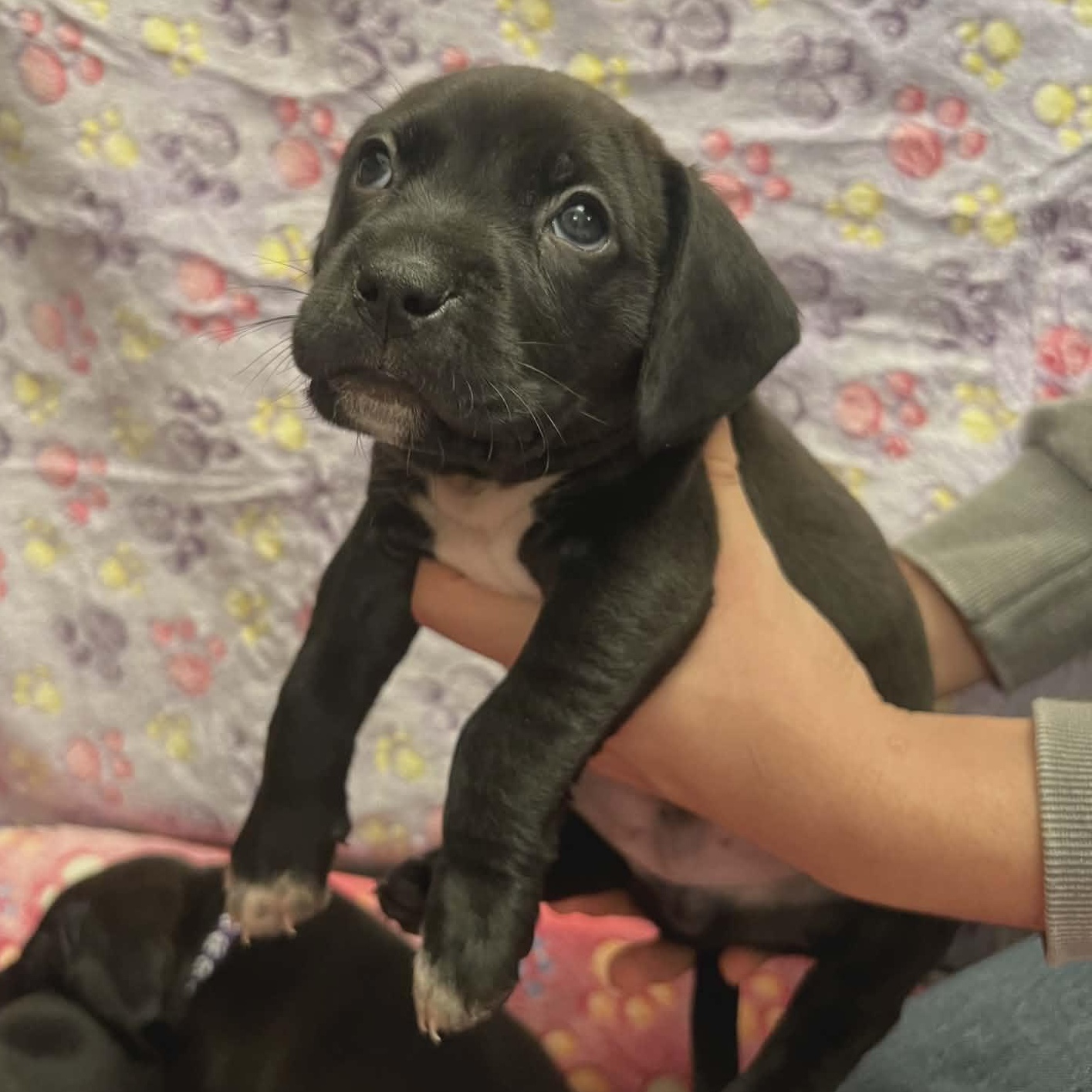 Enlarge Gator, a ADOPTABLE mixed breed in Schenectady, NY image 1/3