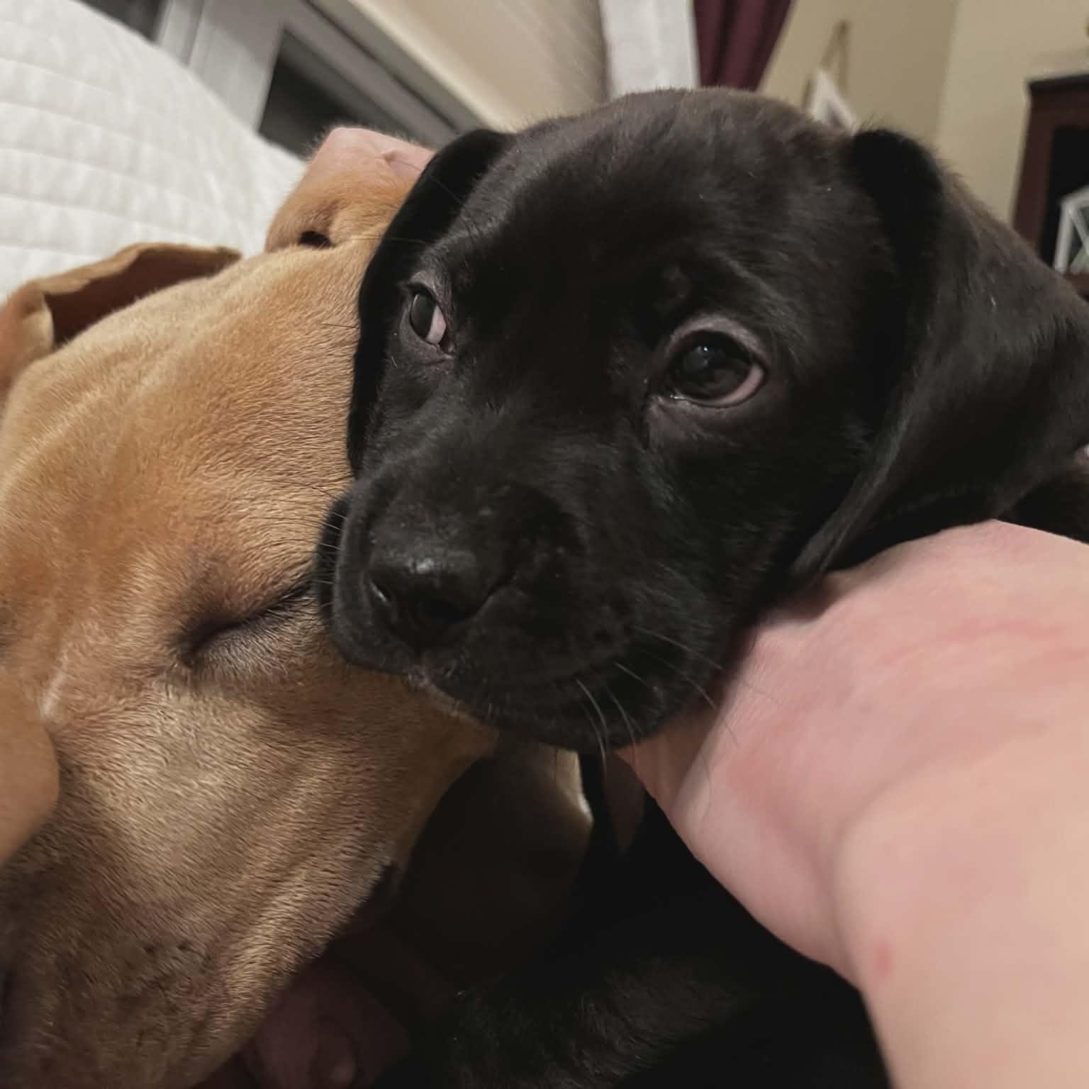 Enlarge Gator, a ADOPTABLE mixed breed in Schenectady, NY image 3/3