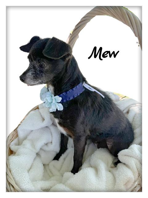 Mew, an adoptable Chihuahua in Tulsa, OK image 2/3