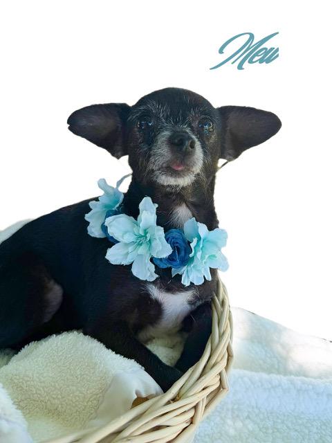 Mew, an adoptable Chihuahua in Tulsa, OK image 3/3