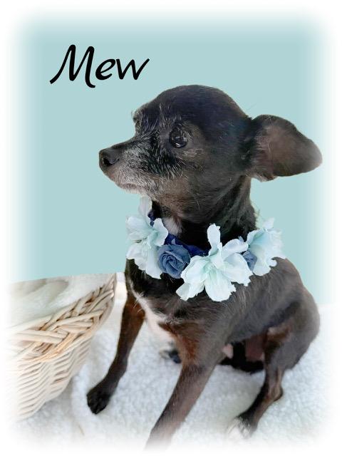 Mew, an adoptable Chihuahua in Tulsa, OK image 1/3