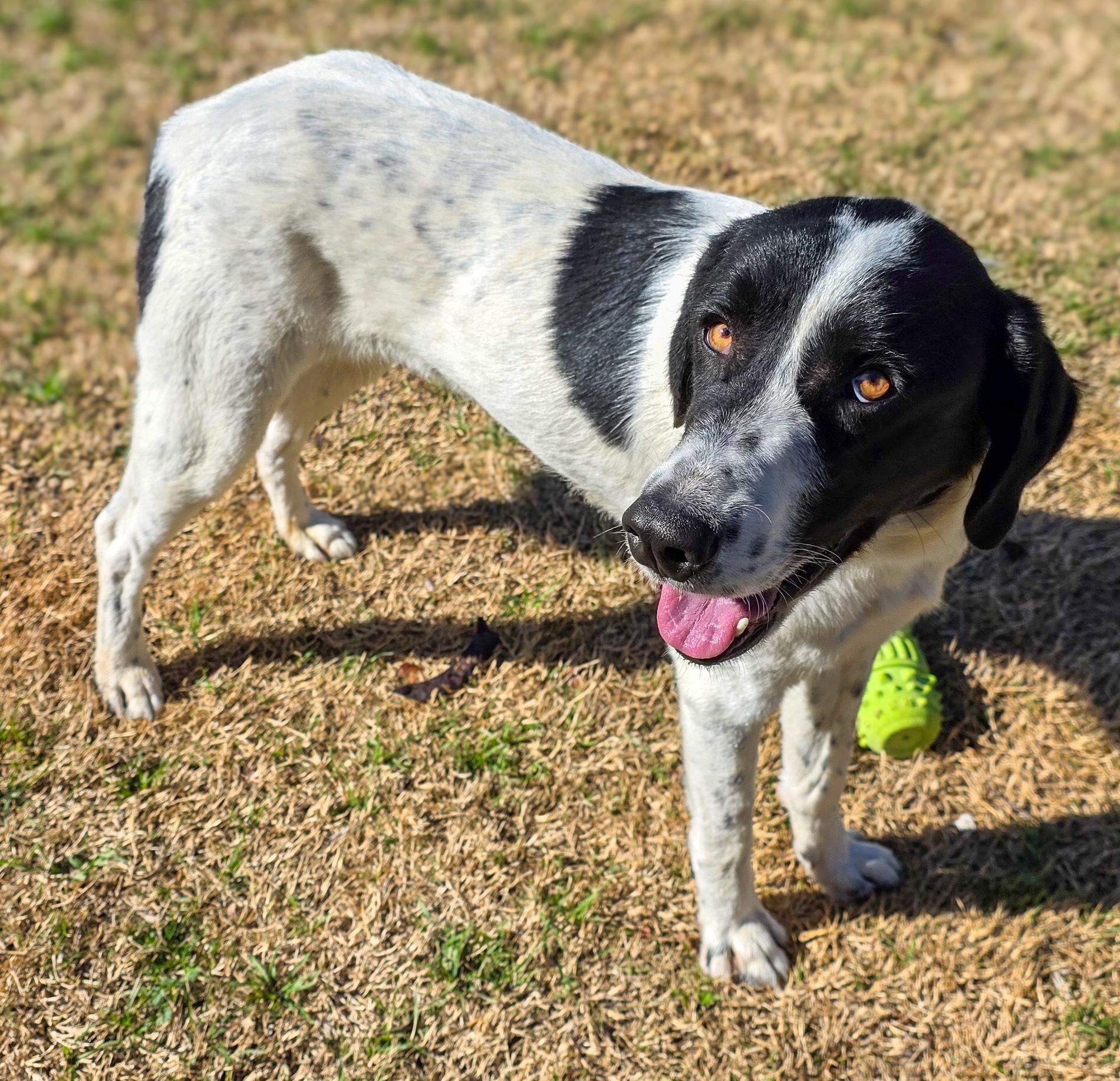 Enlarge Ladybug , a Adoptable mixed breed in Ankeny, IA image 5/6