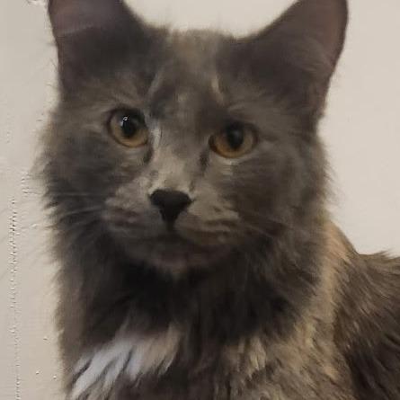 Demeter, a Adoptable mixed breed in Grand Rapids, MN image 1/6