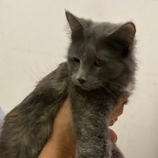 Demeter, Adoptable, Adult Female Domestic Medium Hair & Domestic Short Hair.