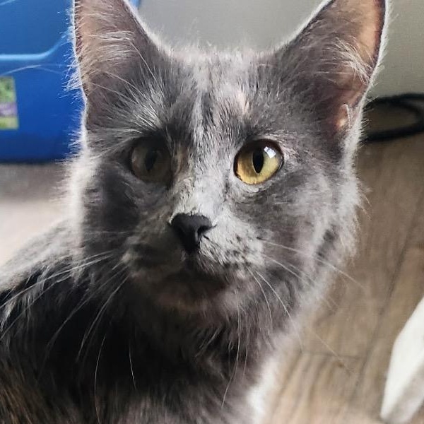 Demeter, Adoptable, Adult Female Domestic Medium Hair & Domestic Short Hair.