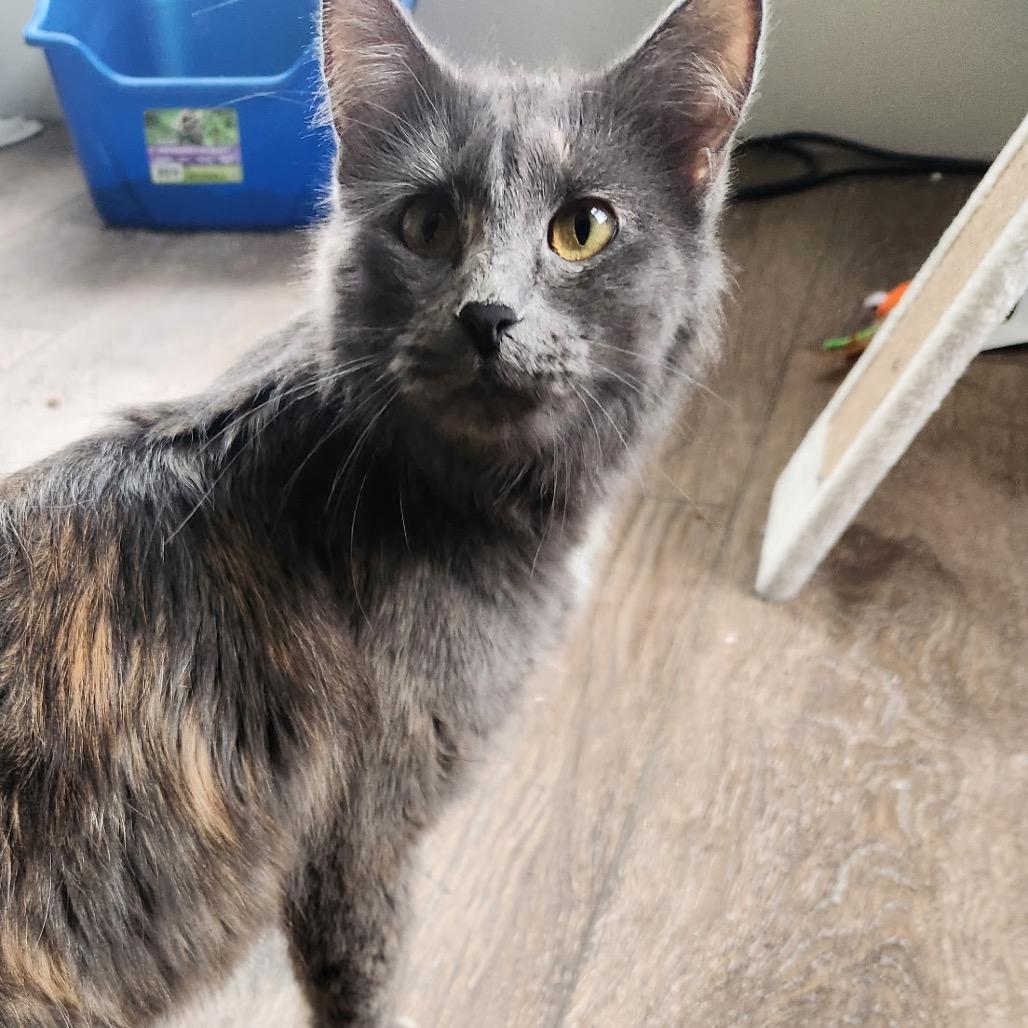 Demeter, a Adoptable mixed breed in Grand Rapids, MN image 1/6