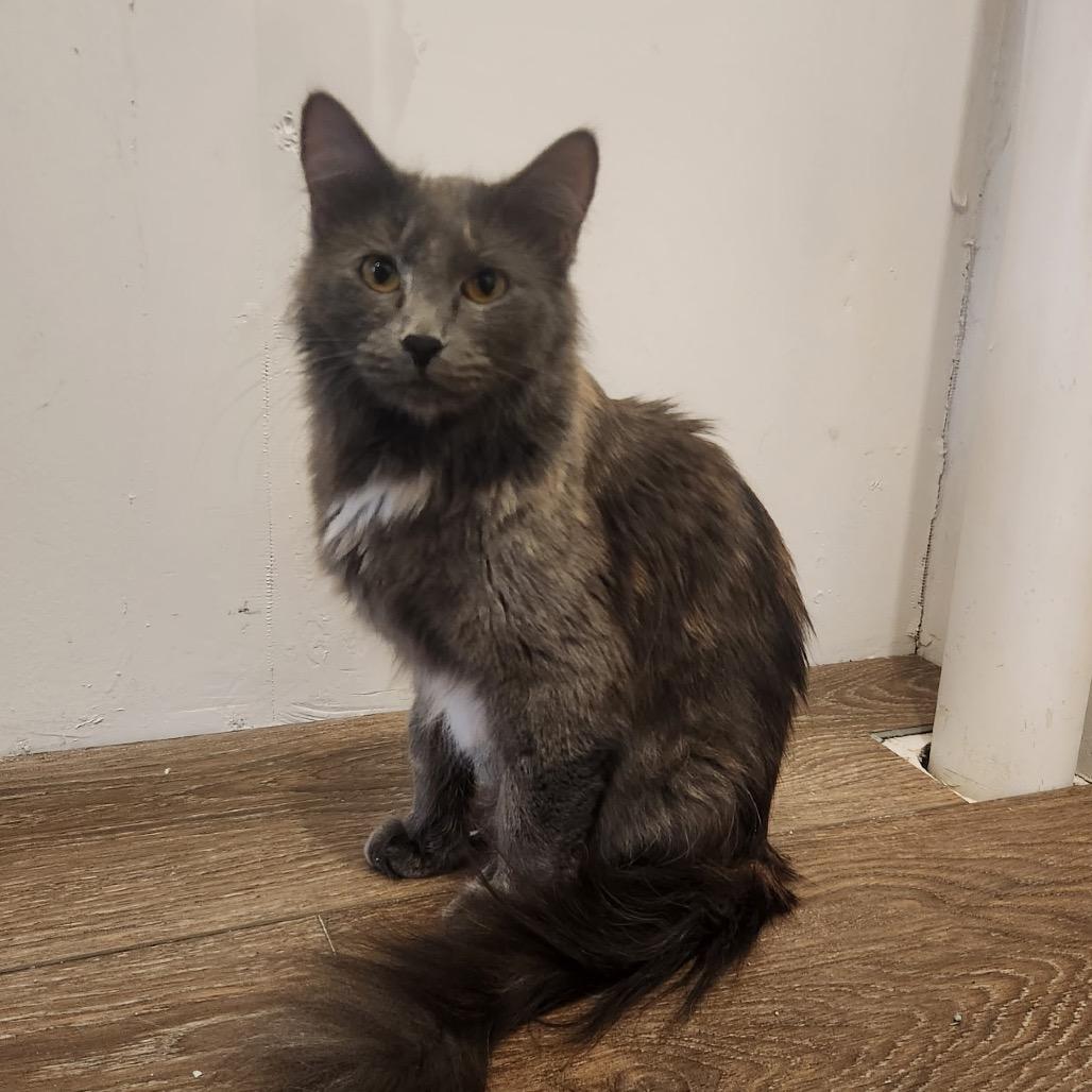 Demeter, a Adoptable mixed breed in Grand Rapids, MN image 3/6
