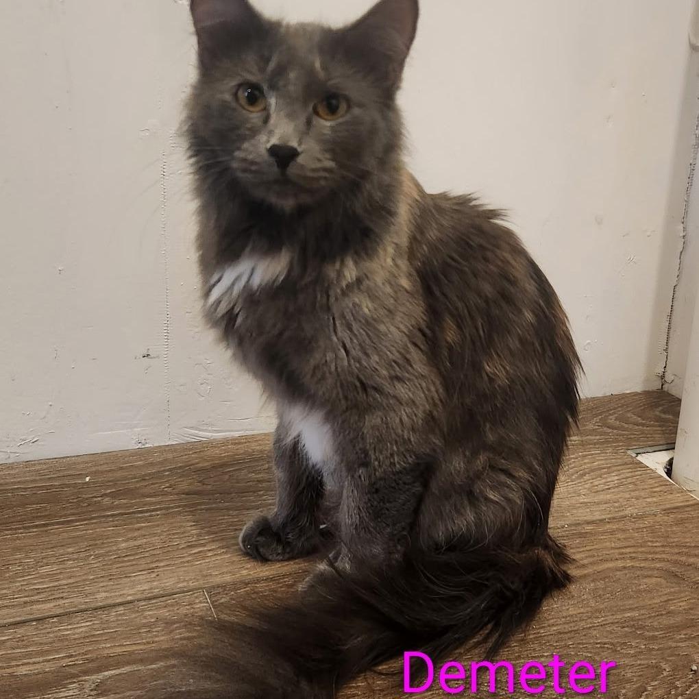 Demeter, a Adoptable mixed breed in Grand Rapids, MN image 5/6