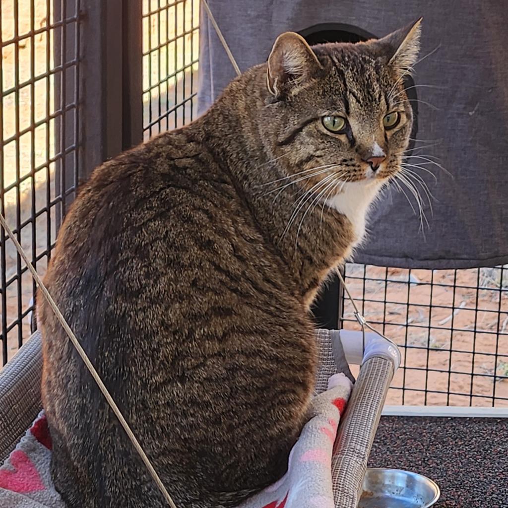 Declan, Adoptable, Adult Male Domestic Short Hair.