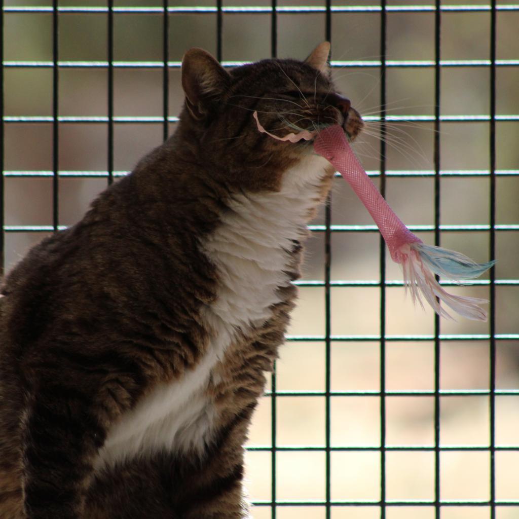 Declan — thumbnail 2