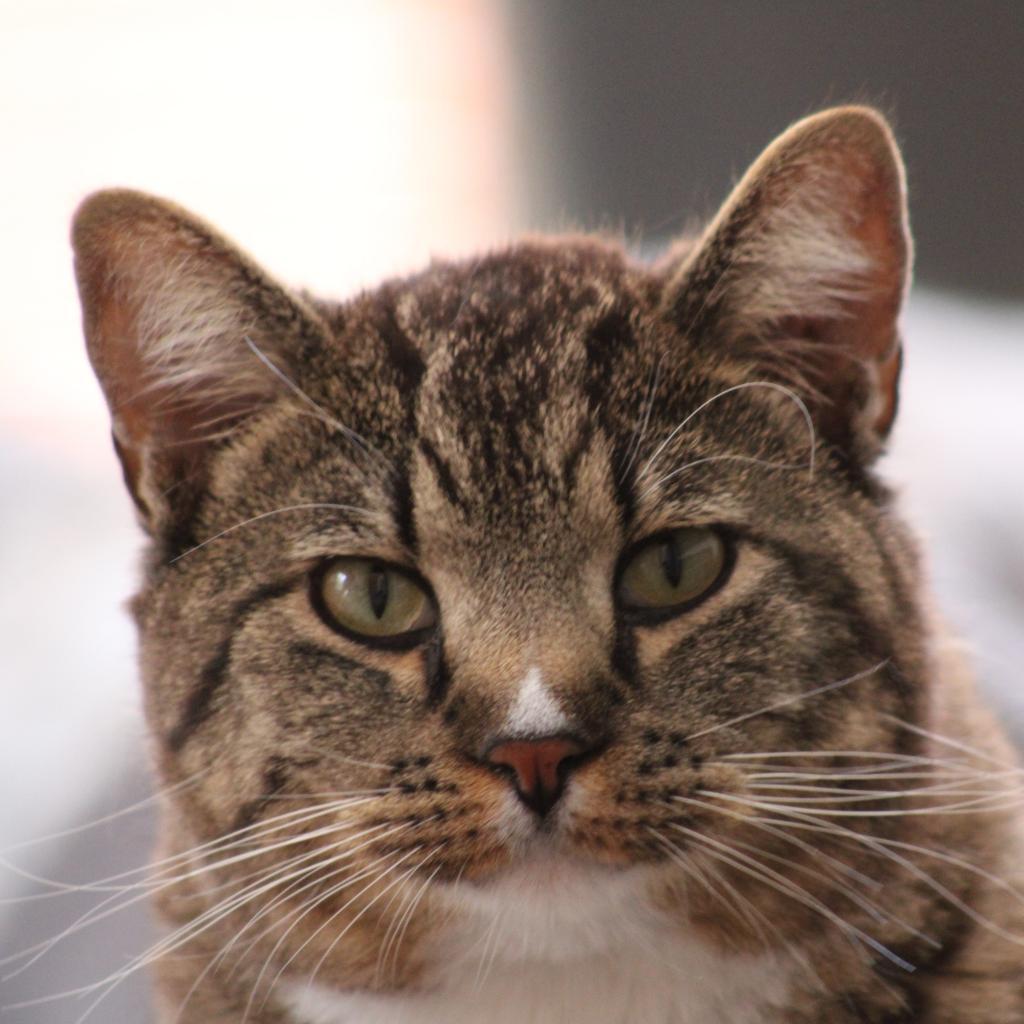 Declan, a Adoptable Domestic Short Hair in Kanab, UT image 3/6