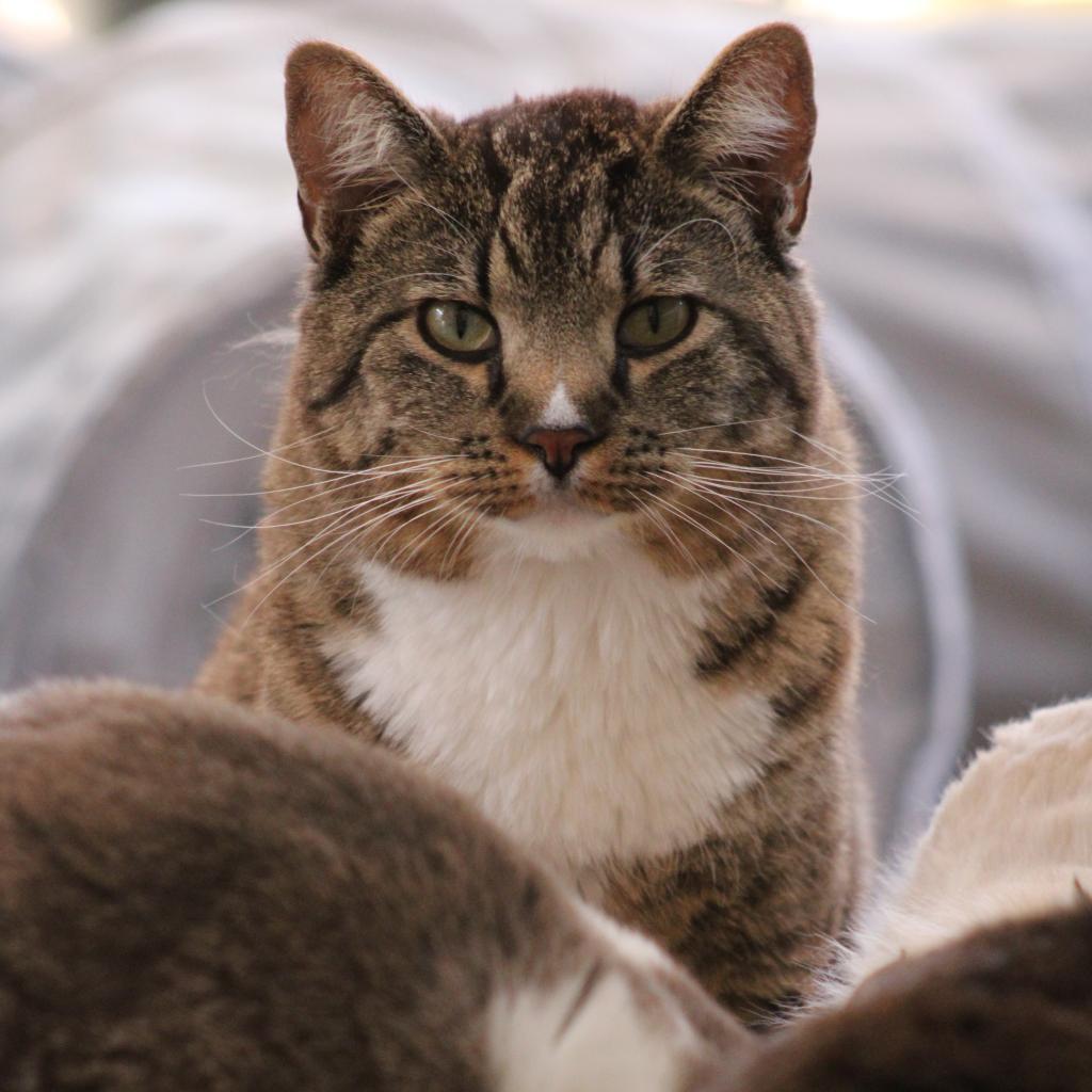 Declan, a Adoptable Domestic Short Hair in Kanab, UT image 4/6