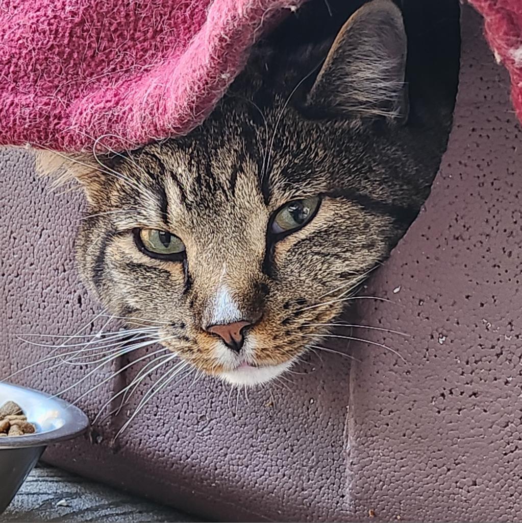 Declan, a Adoptable Domestic Short Hair in Kanab, UT image 5/6