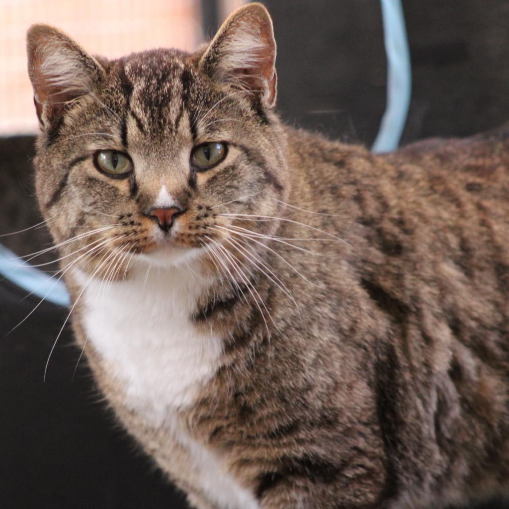 Declan, a Adoptable Domestic Short Hair in Kanab, UT image 6/6