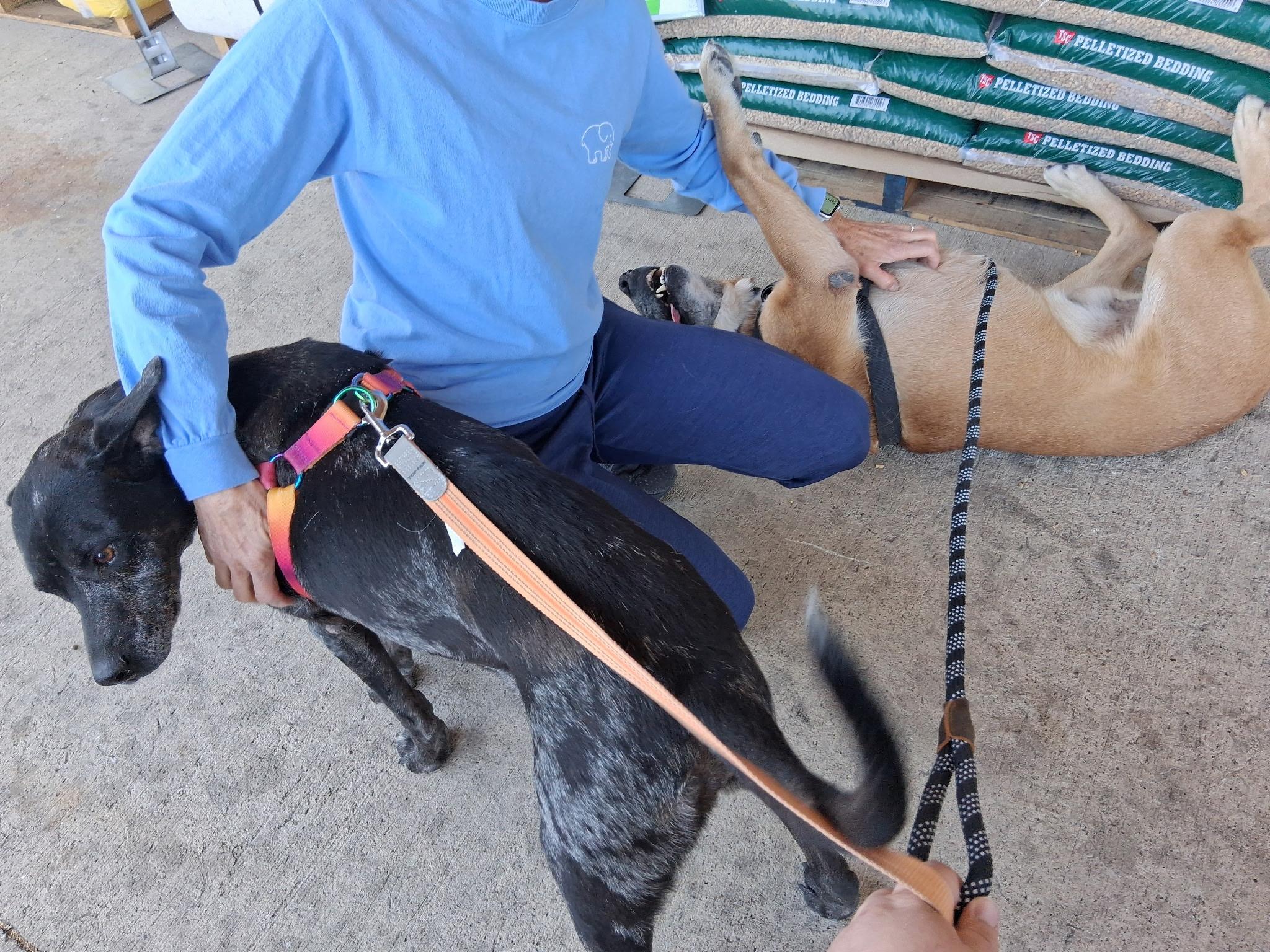 Shania, a ADOPTABLE mixed breed in Temple, TX image 2/3