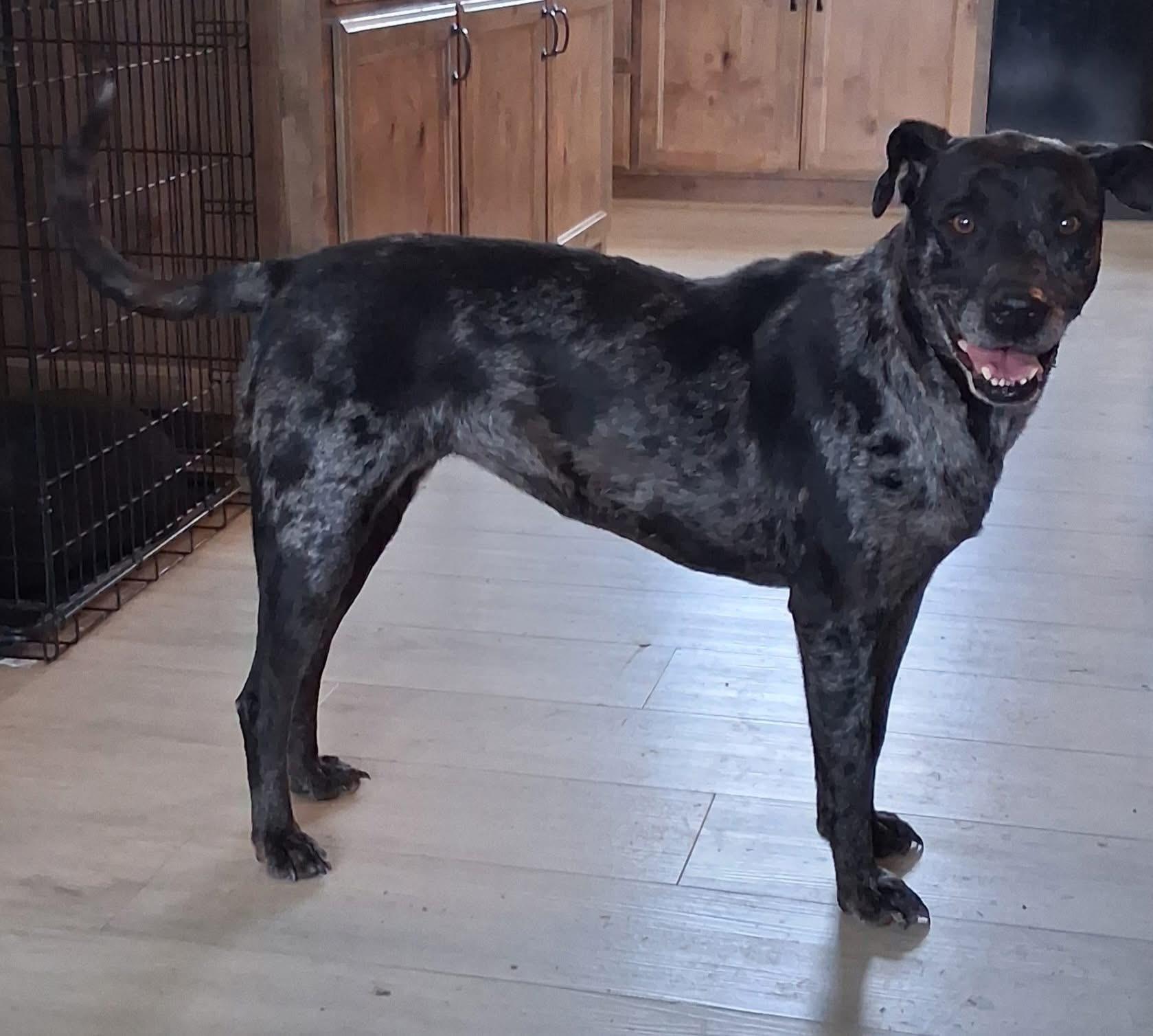 Shania, a ADOPTABLE mixed breed in Temple, TX image 1/3