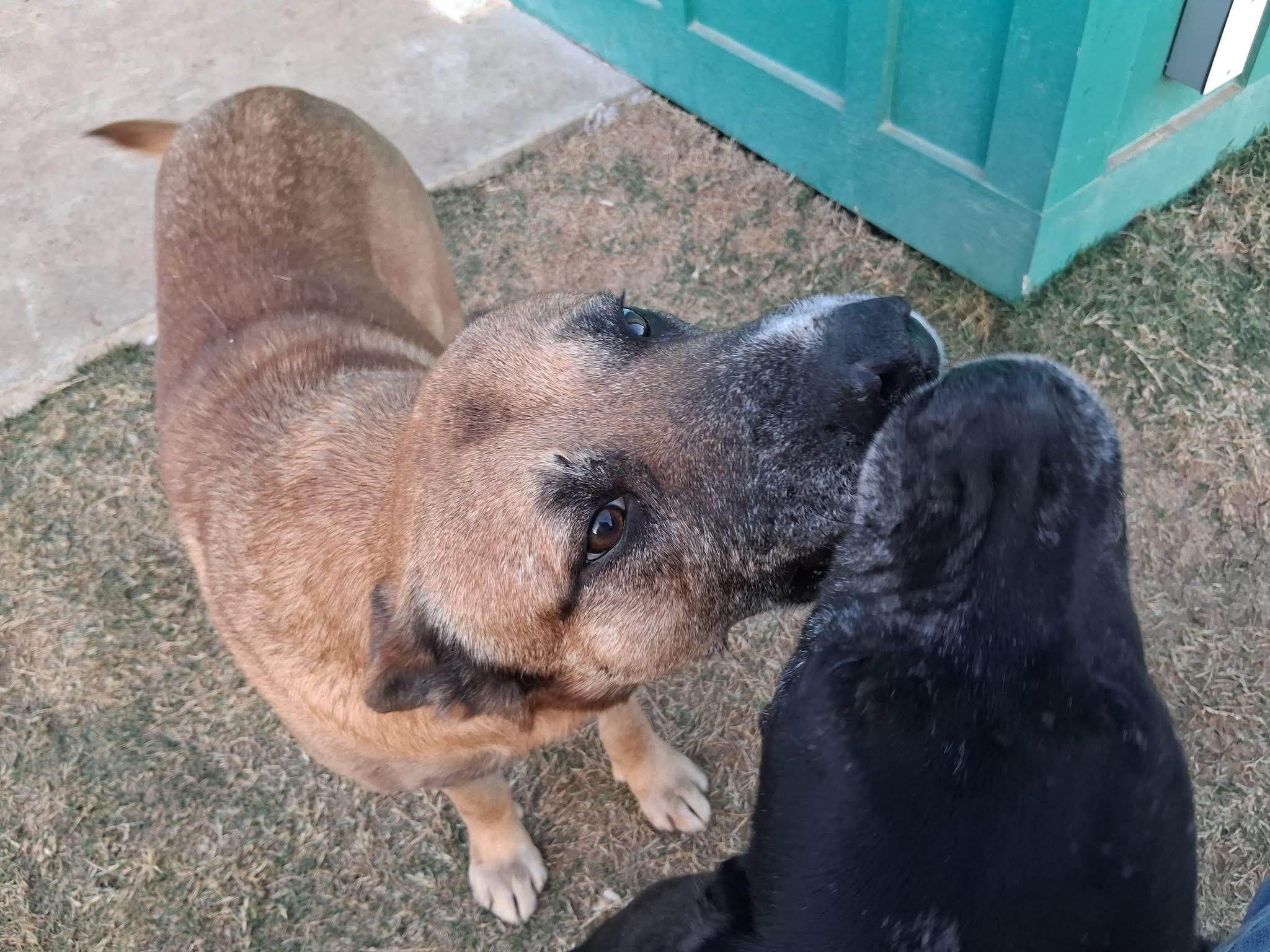 Shania, a ADOPTABLE mixed breed in Temple, TX image 3/3
