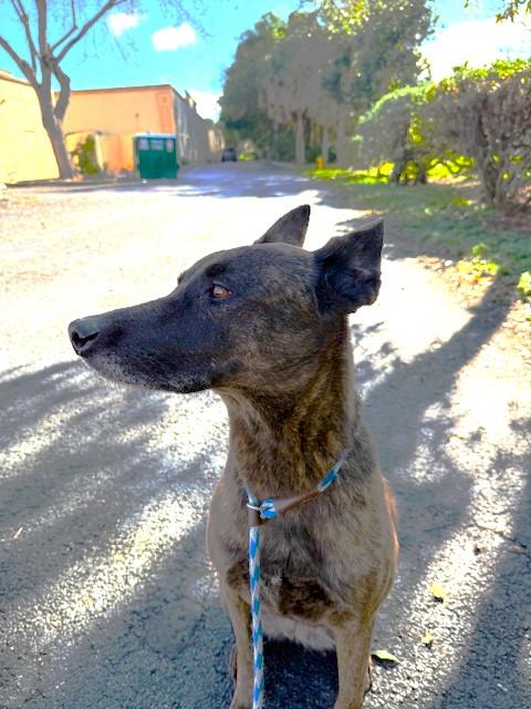 Coffee, an adopted Dutch Shepherd in Margate, FL image 2/5