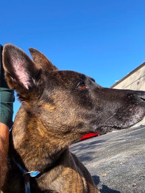 Coffee, an adopted Dutch Shepherd in Margate, FL image 1/5
