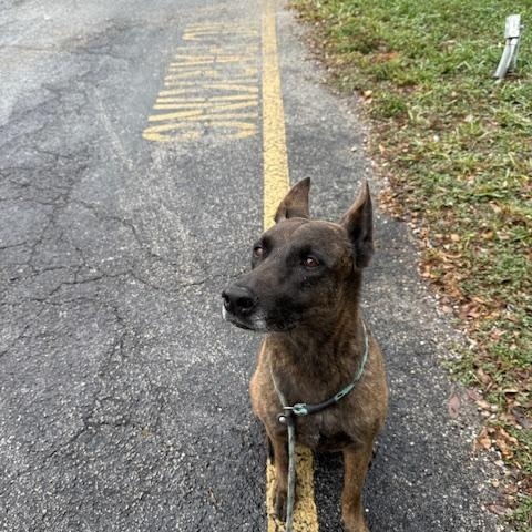 Coffee, a ADOPTABLE Dutch Shepherd in Margate, FL image 2/2