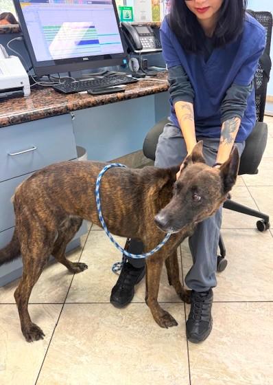 Coffee, an adopted Dutch Shepherd in Margate, FL image 3/5