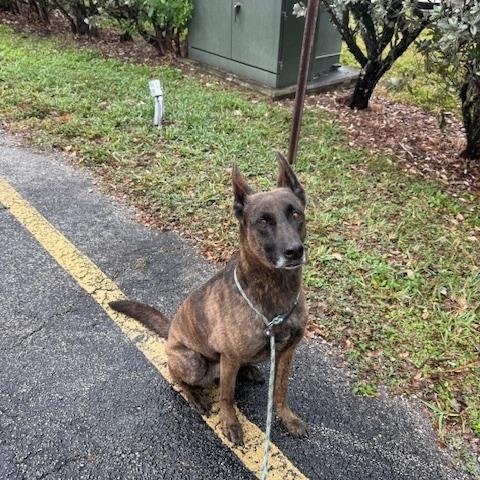 Coffee, a ADOPTABLE Dutch Shepherd in Margate, FL image 1/2