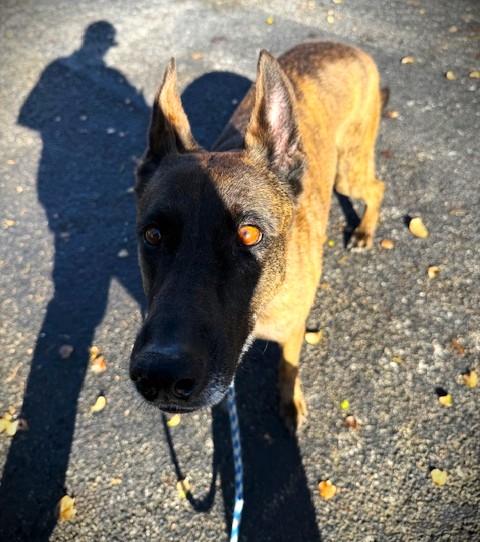 Coffee, an adopted Dutch Shepherd in Margate, FL image 4/5