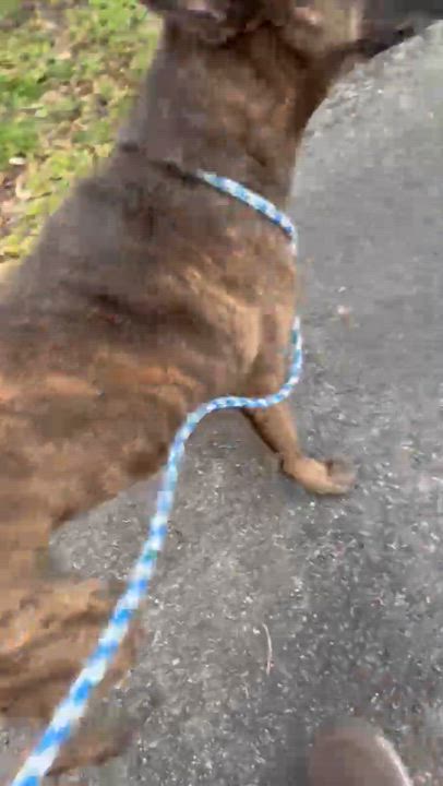 Enlarge Coffee, an adopted Dutch Shepherd in Margate, FL video 5/5