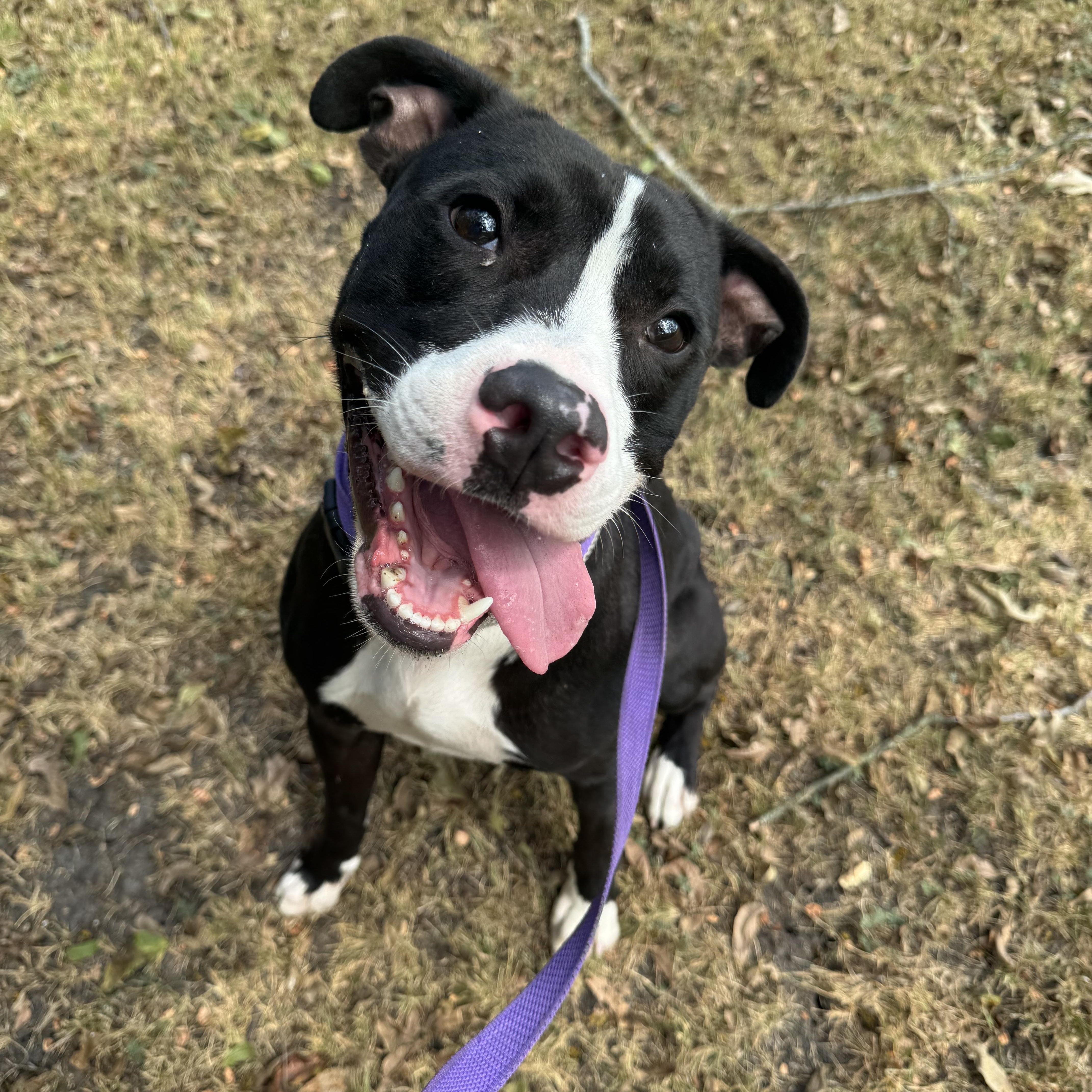 Enlarge Outfitter, a ADOPTABLE American Staffordshire Terrier in Sherman, TX image 3/6