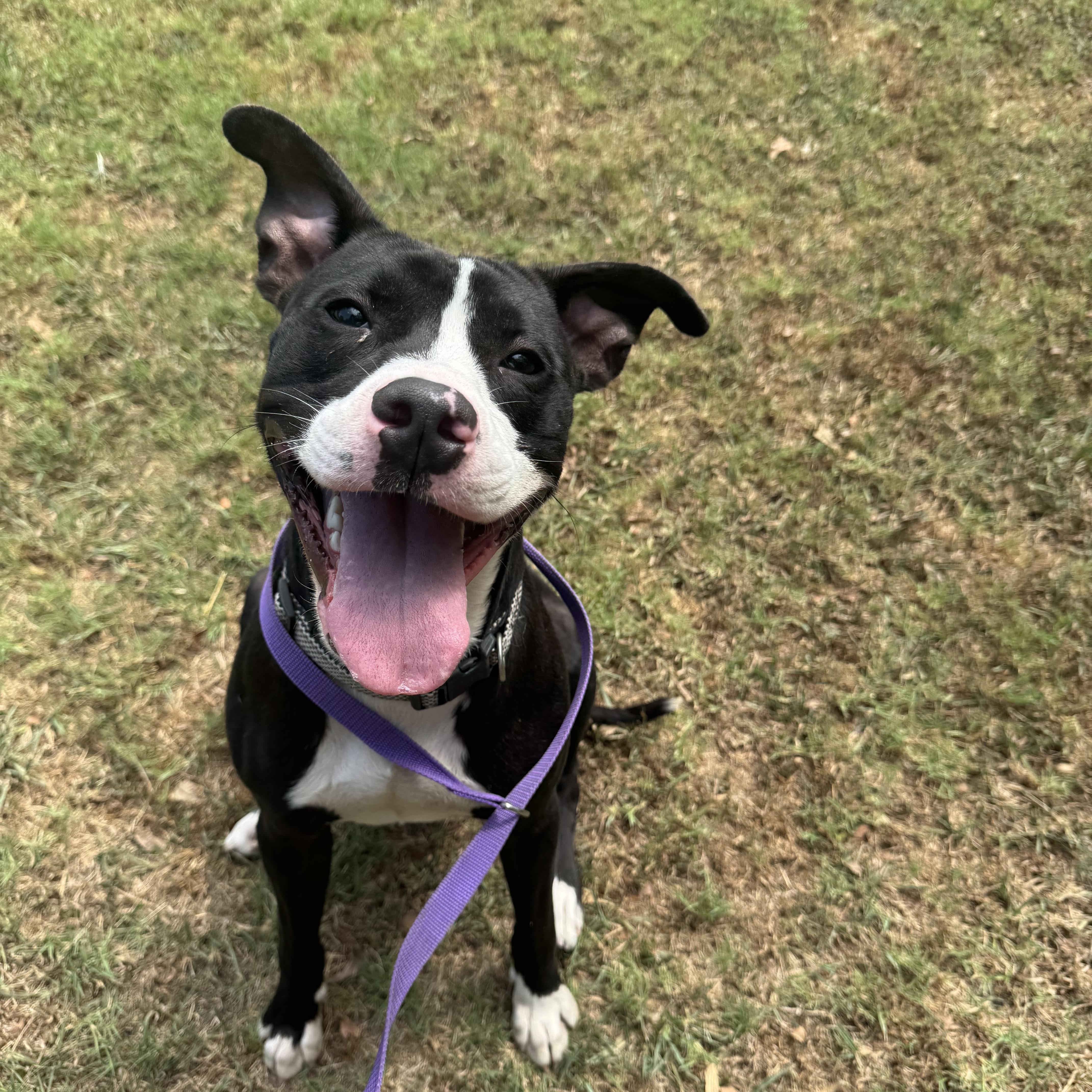 Enlarge Outfitter, a ADOPTABLE American Staffordshire Terrier in Sherman, TX image 5/6